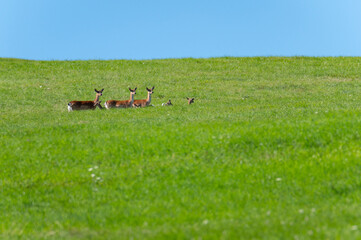 A herd of fallow deers running on a meadow in the White Carpathians in the Czech Republic
