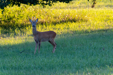 Roe deer on a meadow in the White Carpathians in the Czech Republic
