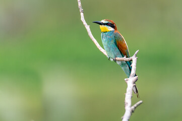 Obraz premium colorful European bee-eater bird sitting on a tree branch with a green background in South Moravia