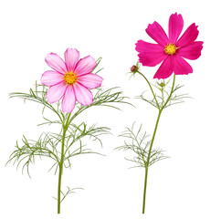 Obraz na płótnie Canvas Different colored cosmos flowers, garden flower with transparent background