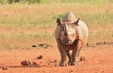  Black rhino in the wild