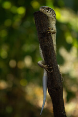 Lizard on a branch. Full size. Green blurry background. Sand lizard (Lacerta agilis)