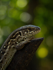 Lizard on a branch and green blurry background. Sand lizard (Lacerta agilis)