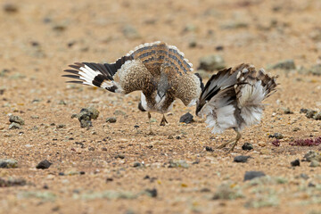 Canarian houbara bustards(Chlamydotis undulata fuertaventurae) acting agressive and territorial towards eachother.