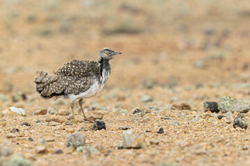 A Canarian houbara (Chlamydotis undulata fuertaventurae) foraging in the arid landscape of Fuerteventura Spain.