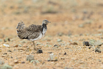 A Canarian houbara (Chlamydotis undulata fuertaventurae) foraging in the arid landscape of Fuerteventura Spain.