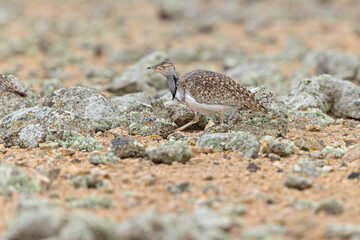 A Canarian houbara (Chlamydotis undulata fuertaventurae) foraging in the arid landscape of Fuerteventura Spain.