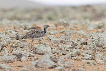 A Canarian houbara (Chlamydotis undulata fuertaventurae) foraging in the arid landscape of Fuerteventura Spain.