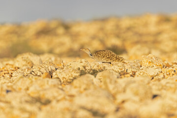 A Canarian houbara (Chlamydotis undulata fuertaventurae) foraging in the arid landscape of Fuerteventura Spain.