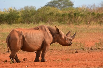  Black rhino in the wild