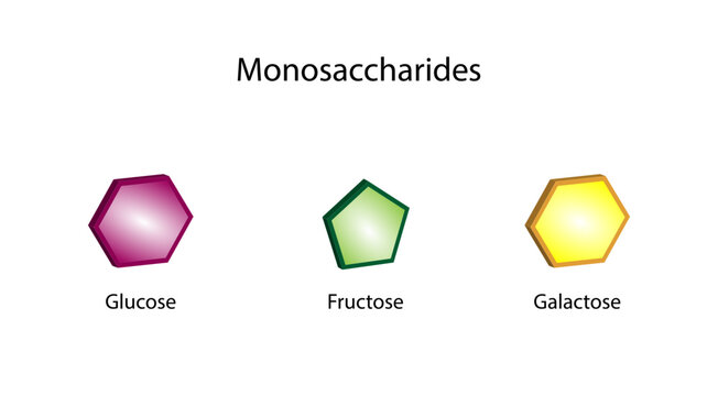  Carbohydrates Digestion. Monosaccharides, glucose, galactose and Fructose molecules. chemical structure. Vector Illustration.