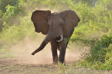 African Elephant in Lake Manyara National Park