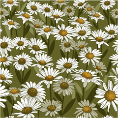 Vector drawing of a daisy. Hand-drawn drawing of a daisy. Seamless background with white flowers.