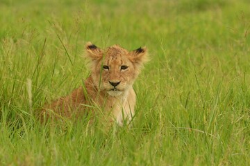 Lion cub in savannah of Serengeti National Park