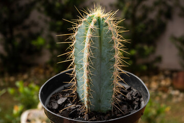 photo macro of baby cacti, grown in pots for decoration and ornament (selective focus)