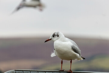 Fototapeta premium seagull on the pier
