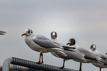 seagulls on the pier