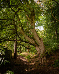 trees in the forest in the golden sun