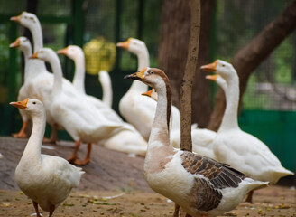 Close up White ducks inside Lodhi Garden Delhi India, see the details and expressions of ducks during evening time