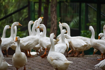 Close up White ducks inside Lodhi Garden Delhi India, see the details and expressions of ducks during evening time