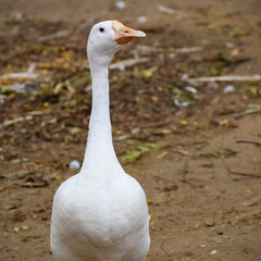 Close up White ducks inside Lodhi Garden Delhi India, see the details and expressions of ducks during evening time