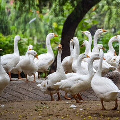 Close up White ducks inside Lodhi Garden Delhi India, see the details and expressions of ducks during evening time