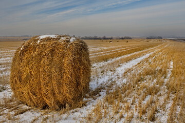 Russia. South of Western Siberia. Kuzbass. Rolls of fresh hay left by farmers on a snowy field on a...