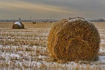 Russia. South of Western Siberia. Kuzbass. Rolls of fresh hay left by farmers on a snowy field on a...