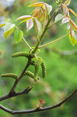 Spring. Young spring tree with leaves