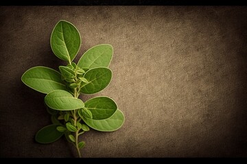 Green Marjoram Herb Leaf: Aromatic, Medicinal plant with empty space