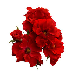 Bouquet of red roses with wavy petals on white background.