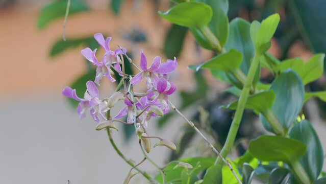 A pink sprig of dendrobium orchid in bloom swaying in the wind