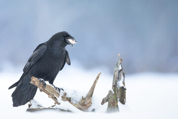 Bird beautiful raven Corvus corax North Poland Europe, winter time