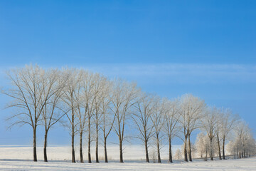 Landscape winter frosty sunny day, blue sky, trees covered with frost, Poland Europe