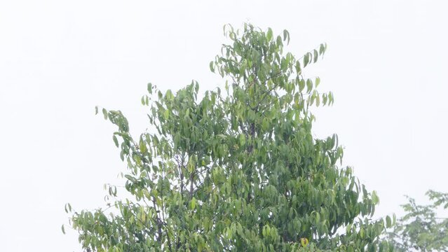 The shoots of the Melinjo (Gnetum gnemon) are sway violently in the wind and in the rain