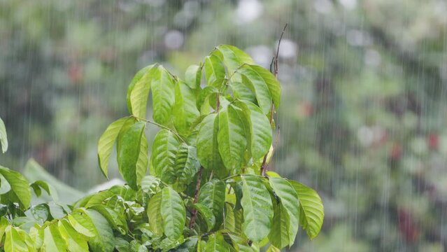 The shoots of the langsat (lansium parasiticum) are sway violently in the wind and in the rain