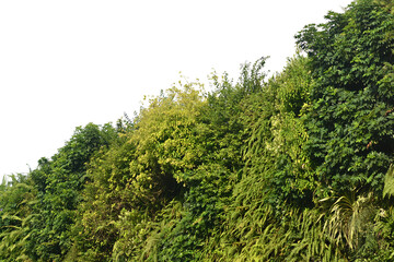 Green bush isolated transparency background.