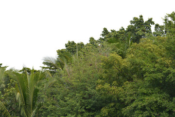 Fototapeta na wymiar Green bush isolated transparency background.