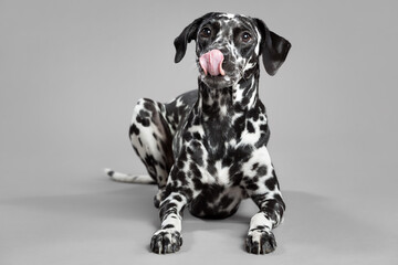 cute dalmatian puppy dog lying down on the grey floor in the studio licking its nose