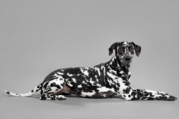 cute dalmatian puppy dog lying down on the grey floor in the studio looking at the camera