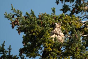 Juvenile Eagle in Tree 1