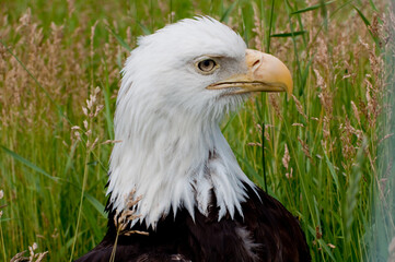 Eagle Head Closeup 2