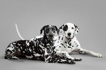two cute dalmatian puppy dogs lying down on a grey floor in the studio looking at the camera