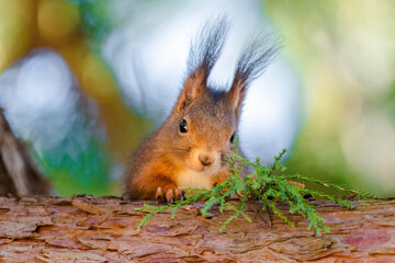 Fototapeta premium cute young squirrel portrait on tree at park, wildlife