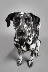 cute dalmatian puppy dog close up portrait in the studio looking at the camera