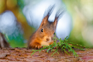 cute young squirrel portrait on tree at park, wildlife