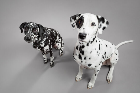 two cute dalmatian puppy dogs sitting on a grey floor in the studio looking up at the camera - Powered by Adobe