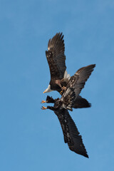 Eagle Fight Airborne