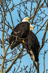 Loving Eagle Pair