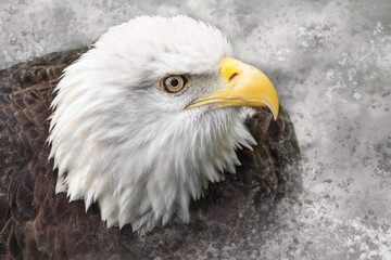 Eagle Head Closeup 1